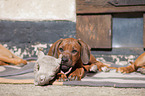 Rhodesian Ridgeback Puppy