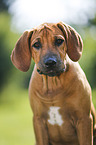 Rhodesian Ridgeback Puppy