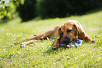 Rhodesian Ridgeback Puppy