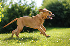 Rhodesian Ridgeback Puppy