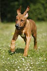 Rhodesian Ridgeback Puppy