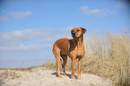 Rhodesian Ridgeback