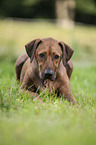 lying Rhodesian Ridgeback