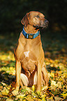 sitting Rhodesian Ridgeback