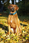 sitting Rhodesian Ridgeback