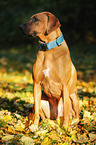 sitting Rhodesian Ridgeback