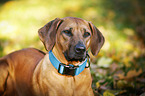 Rhodesian Ridgeback Portrait