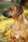 Rhodesian Ridgeback Portrait