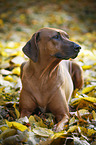 lying Rhodesian Ridgeback