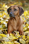 lying Rhodesian Ridgeback