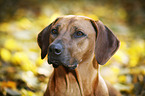 Rhodesian Ridgeback Portrait