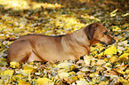 lying Rhodesian Ridgeback