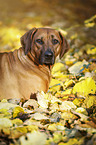 lying Rhodesian Ridgeback