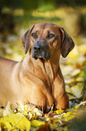 lying Rhodesian Ridgeback