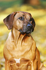 Rhodesian Ridgeback Portrait