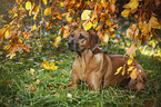 lying Rhodesian Ridgeback