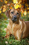 lying Rhodesian Ridgeback