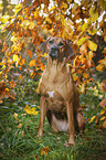 sitting Rhodesian Ridgeback