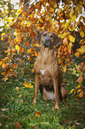 sitting Rhodesian Ridgeback