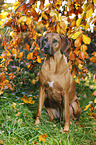 sitting Rhodesian Ridgeback