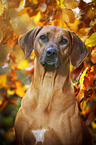 Rhodesian Ridgeback Portrait