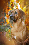 Rhodesian Ridgeback Portrait