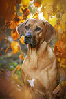 Rhodesian Ridgeback Portrait