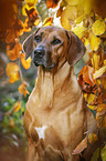 Rhodesian Ridgeback Portrait