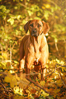 Rhodesian Ridgeback