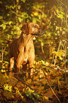 Rhodesian Ridgeback