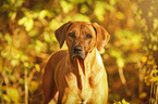 Rhodesian Ridgeback Portrait