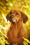 Rhodesian Ridgeback Portrait