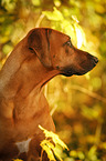 Rhodesian Ridgeback Portrait