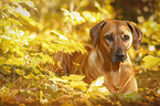 lying Rhodesian Ridgeback