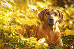 lying Rhodesian Ridgeback