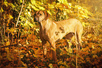 Rhodesian Ridgeback