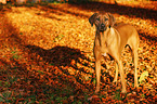 Rhodesian Ridgeback