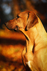 Rhodesian Ridgeback Portrait