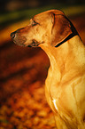 Rhodesian Ridgeback Portrait