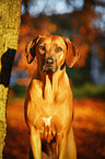 Rhodesian Ridgeback Portrait