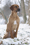 Rhodesian Ridgeback in snow