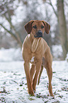 Rhodesian Ridgeback in snow