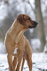 Rhodesian Ridgeback in snow