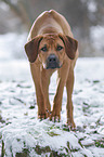 Rhodesian Ridgeback in snow