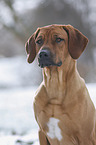 Rhodesian Ridgeback in snow