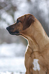 Rhodesian Ridgeback in snow