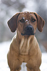 Rhodesian Ridgeback in snow