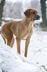 Rhodesian Ridgeback in snow