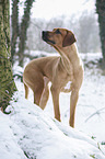 Rhodesian Ridgeback in snow