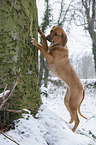 Rhodesian Ridgeback in snow